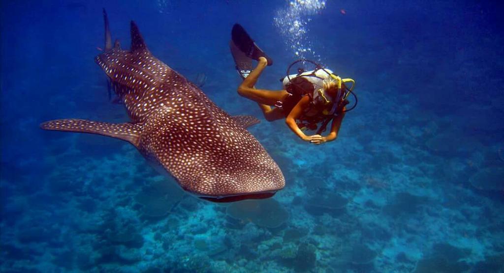 Batuta Maldives Surf View Affittacamere Thulusdhoo